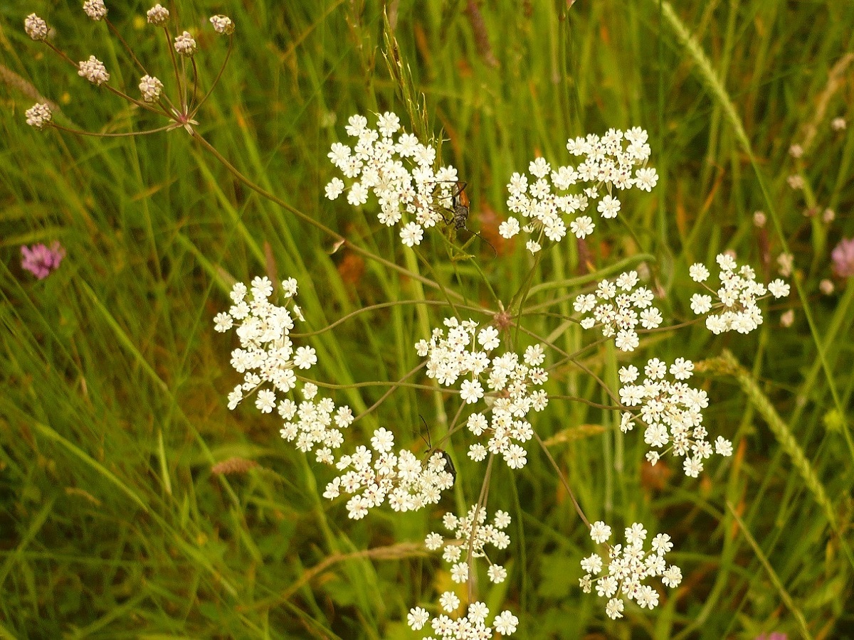 Trocdaris verticillatum (Apiaceae)